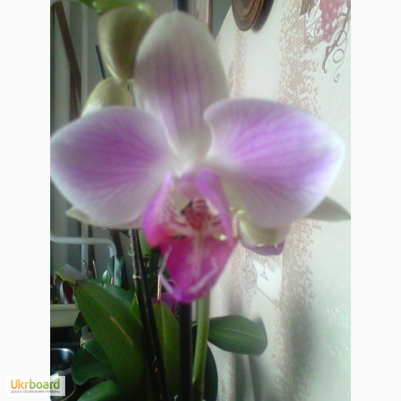 Фото 3. Продам орхидеи