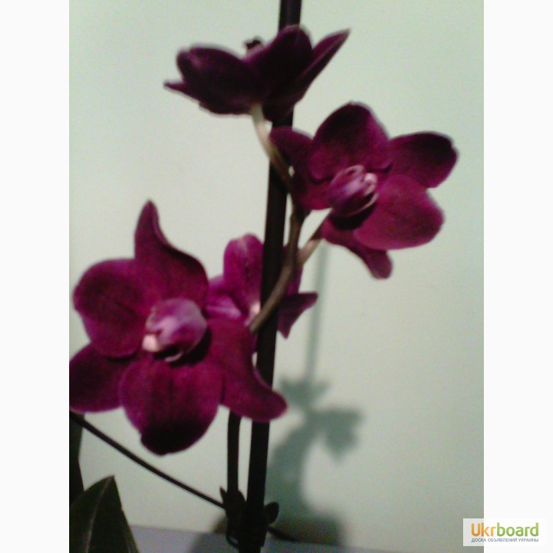 Фото 4. Продам орхидеи