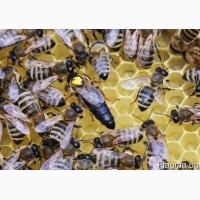 Бджоломатки карпатки