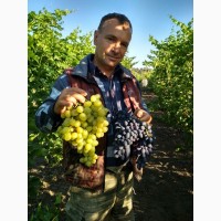 Продам виноград оптом! Днепропетровская обл