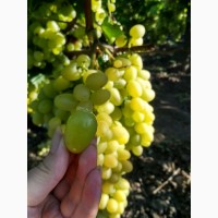 Продам виноград оптом! Днепропетровская обл