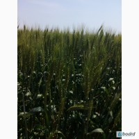 Семена озимой пшеницы Лесная песня