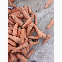 Продам морковку для закладки