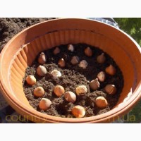 Продам луковицы Тюльпанов Гибрид Фостера и много других растений (опт от 1000 грн)