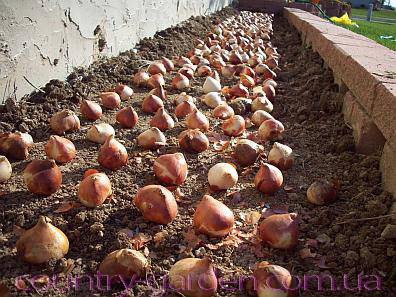 Фото 3. Продам луковицы Тюльпанов Гибрид Фостера и много других растений (опт от 1000 грн)