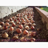 Продам луковицы Тюльпанов Гибрид Фостера и много других растений (опт от 1000 грн)
