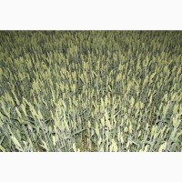 Семена пшеници Маттус, Гранус 1-реп. двуручка (Германия)