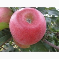 Продам яблоко, сорт Эрли Женева, урожая 2019 года, с сада