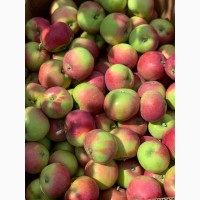 Продам яблоко, сорт Эрли Женева, урожая 2019 года, с сада