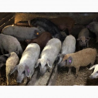 Свинки на племя Венгерская Мангалица 1, 5-2 месяца
