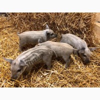 Свинки на племя Венгерская Мангалица 1, 5-2 месяца