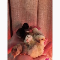 Домашні курчата і гусята