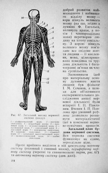 Фото 5. Анатомія і фізіологія людини. Гайда С. П
