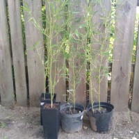 Саженцы бамбука Phyllostachys Bissettii 110 -130 см