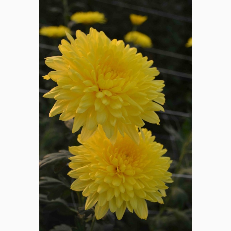 Фото 10. Хризантемы крупноцветковые 69 грн