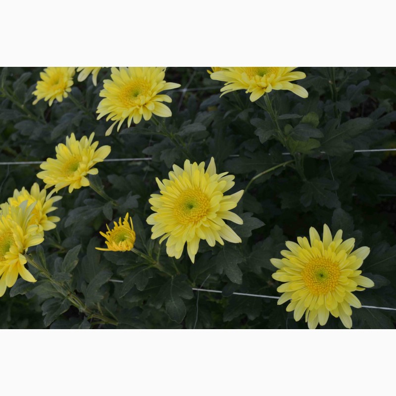 Фото 12. Хризантемы крупноцветковые 69 грн