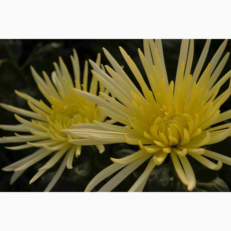 Фото 2/14. Хризантемы крупноцветковые 69 грн