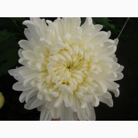 Хризантемы крупноцветковые 69 грн