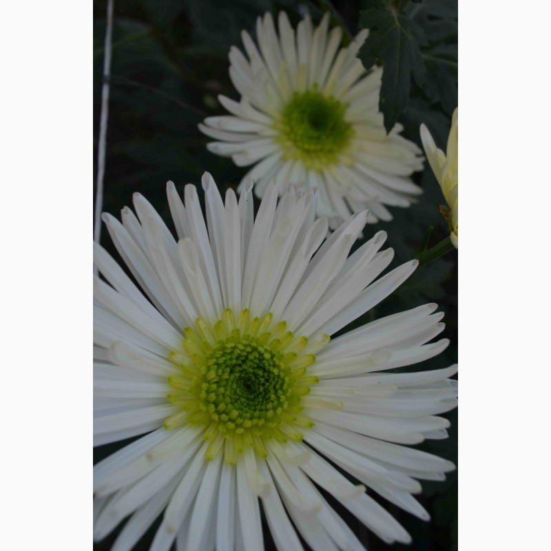 Фото 5. Хризантемы крупноцветковые 69 грн