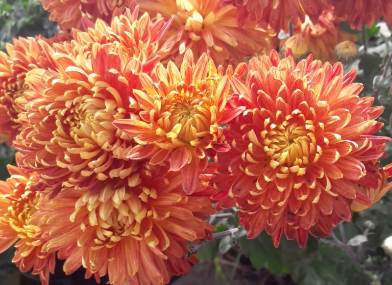 Фото 6. Хризантемы крупноцветковые 69 грн