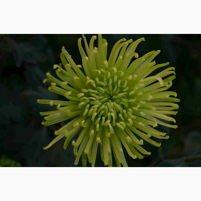 Фото 8. Хризантемы крупноцветковые 69 грн