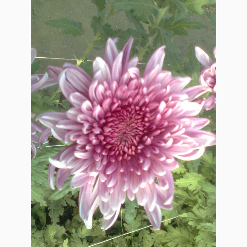 Фото 9. Хризантемы крупноцветковые 69 грн