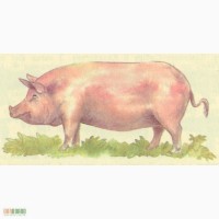 Продам молодих осимінених свинок породи Дюрок ,Петрен,Макстер