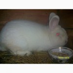 Продам кроликов Бельгийский Великан НЗ Белый и простых