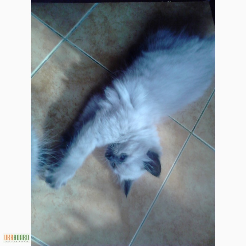 Фото 2. Продам котенка породы Балинез