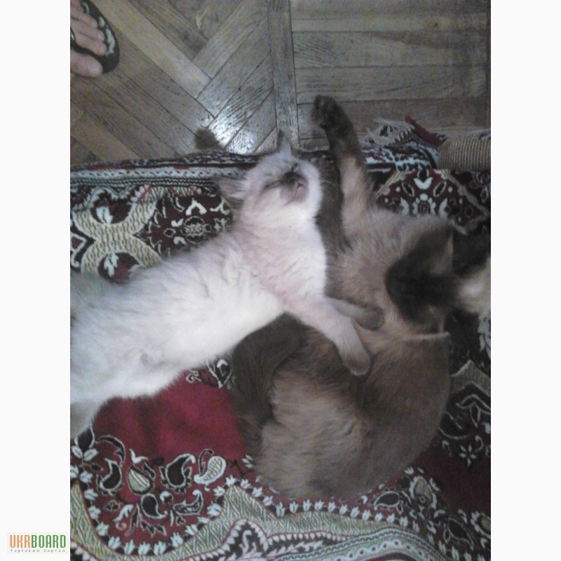 Фото 3. Продам котенка породы Балинез