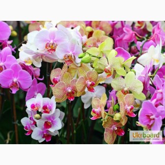 Орхидеи, продажа орхидей, черная орхидея Киев