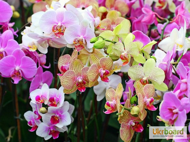 Фото 1/8. Орхидеи, продажа орхидей, черная орхидея Киев