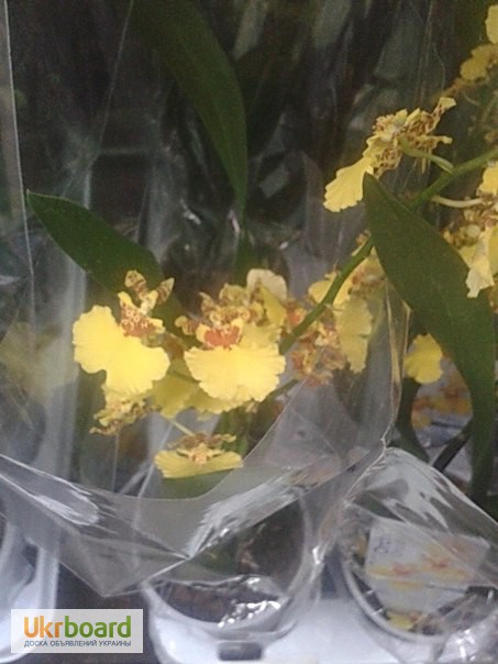 Фото 2/8. Орхидеи, продажа орхидей, черная орхидея Киев