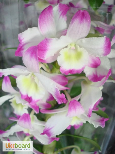 Фото 3. Орхидеи, продажа орхидей, черная орхидея Киев