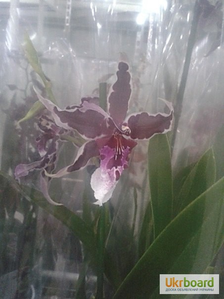 Фото 4. Орхидеи, продажа орхидей, черная орхидея Киев