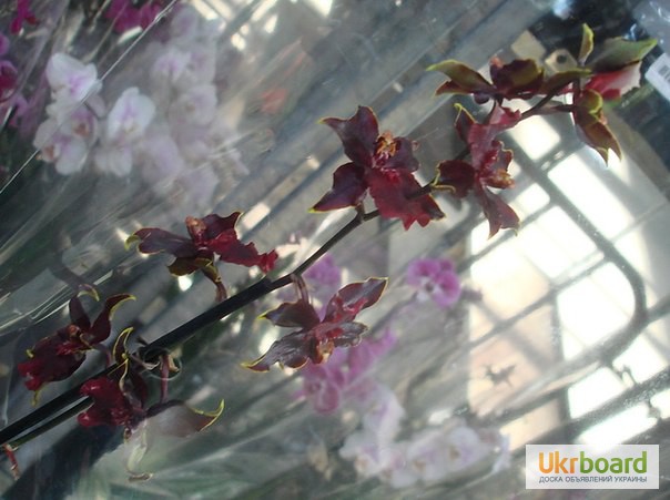 Фото 6. Орхидеи, продажа орхидей, черная орхидея Киев