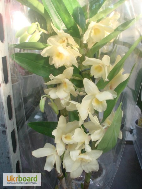 Фото 7. Орхидеи, продажа орхидей, черная орхидея Киев