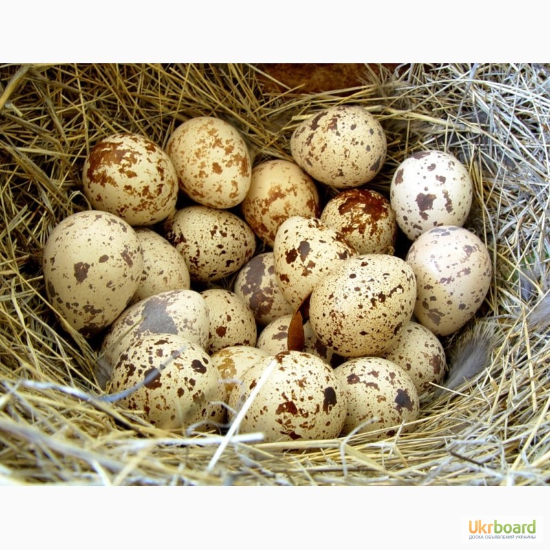 Фото 7. Яйца инкубационные перепела Фараон селекция Испанская