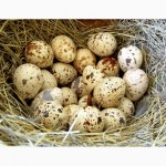 Яйца инкубационные перепела Фараон селекция Испанская