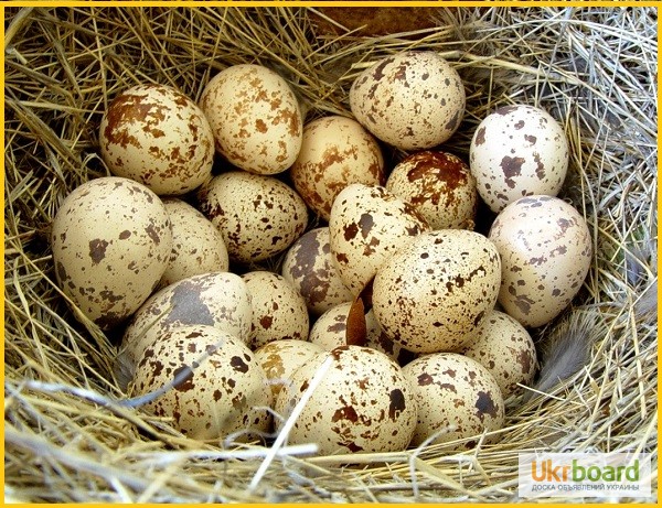 Фото 7. Яйца инкубационные перепела Феникс Золотистый - линия франции