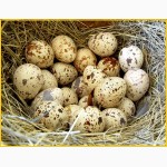 Яйца инкубационные перепела Феникс Золотистый - линия франции