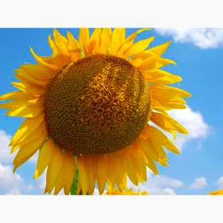 Продаємо якісне насіння соняшнику під різну технологію від виробника/ безкоштовна доставка