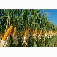 Семена кукурузы Даниил, ФАО - 280