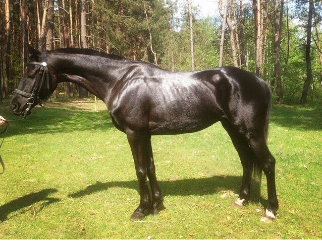 Продам коня(мерин), лошадь