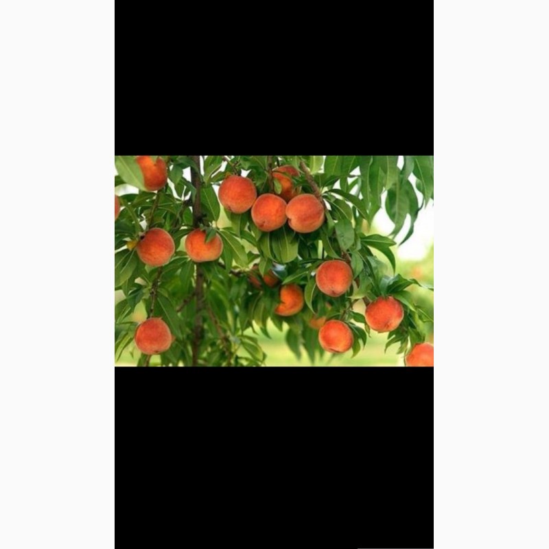 Фото 2. Саженцы персиков
