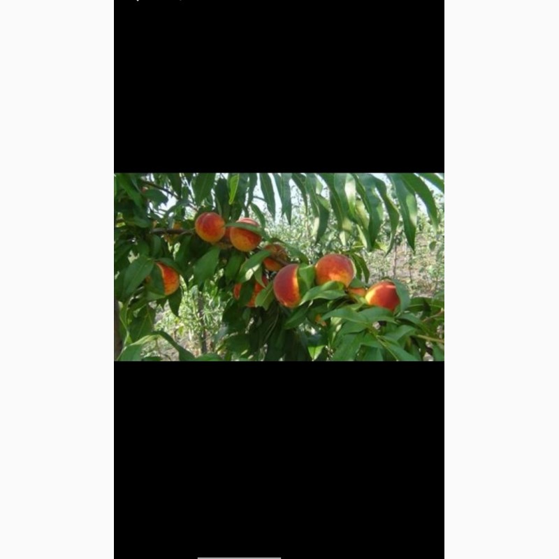 Фото 4. Саженцы персиков