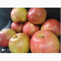Продам яблука з холодильника