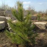 Продам саженцы Сосны Крымской и много других растений (опт от 1000 грн)