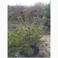 Продам саженцы Сосны Крымской и много других растений (опт от 1000 грн)