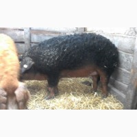Свинки емонтные Венгерская Мангалица 8-9месяцев ЦЕНА ДОГОВОРНАЯ